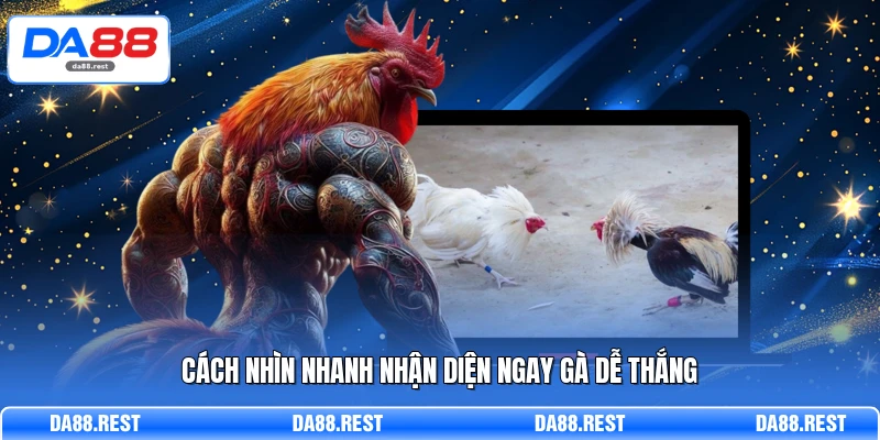 Đá Gà C2 Khám Phá Lịch Đấu, Kèo Cược Và Cách Phân Tích Trận 4 Cách nhìn nhanh nhận diện ngay gà dễ thắng